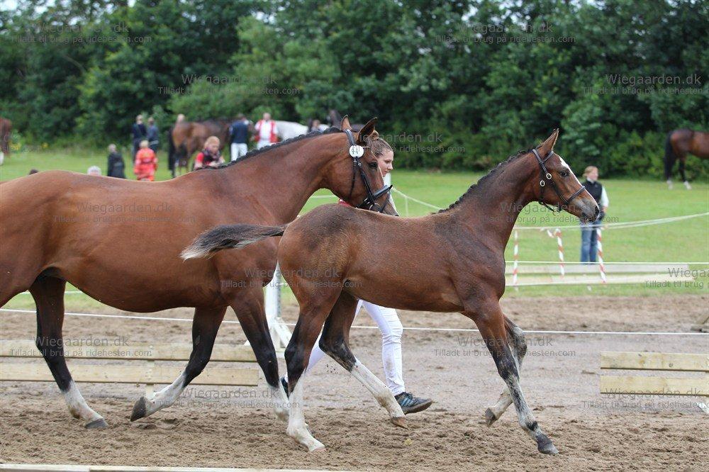 Gammelgaards La Titanic billede 8