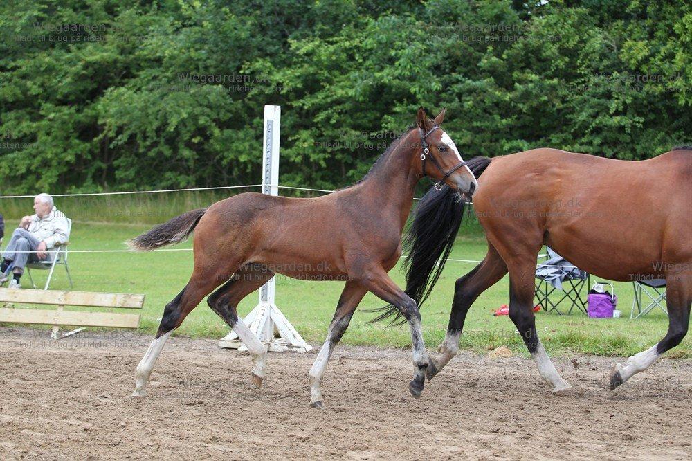 Gammelgaards La Titanic billede 9