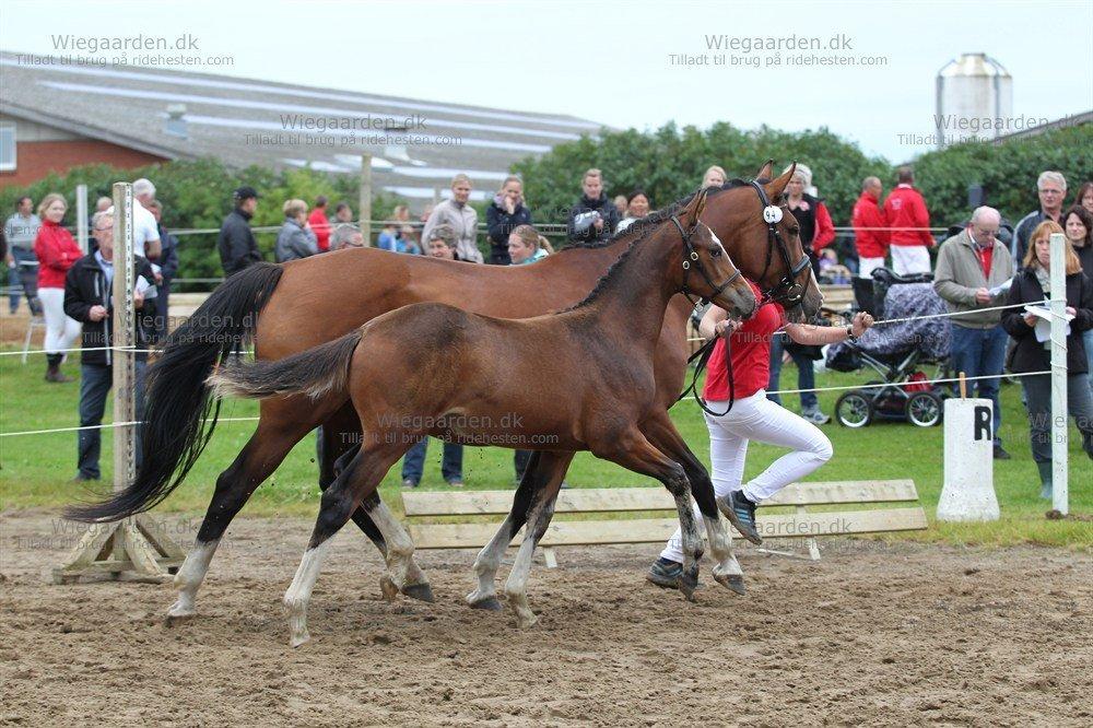 Gammelgaards La Titanic billede 10