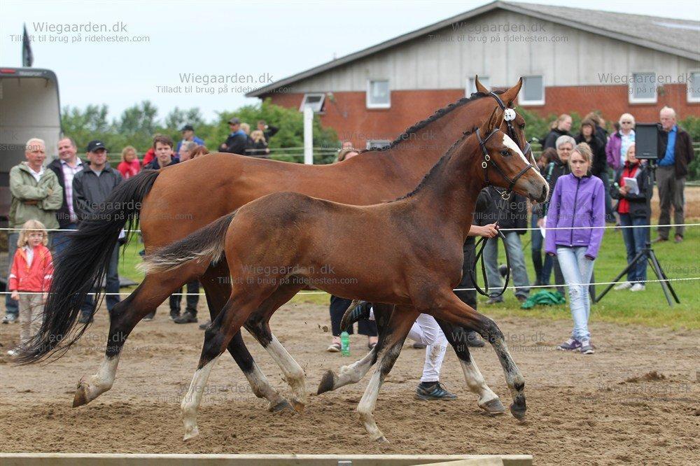 Gammelgaards La Titanic billede 11