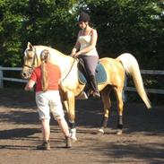 Min smukke part,  hingsten Shulay Faberge