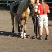 Min smukke part,  hingsten Shulay Faberge