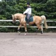 Min smukke part,  hingsten Shulay Faberge