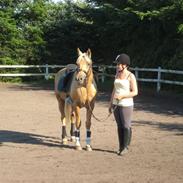 Min smukke part,  hingsten Shulay Faberge