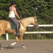 Min smukke part,  hingsten Shulay Faberge