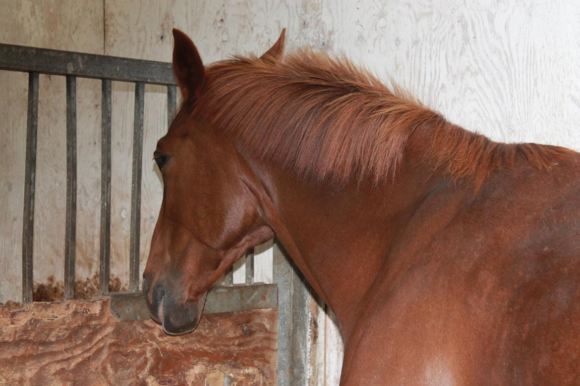 Laksen på Ladelund Efterskole/"Rideskole"  billede 5