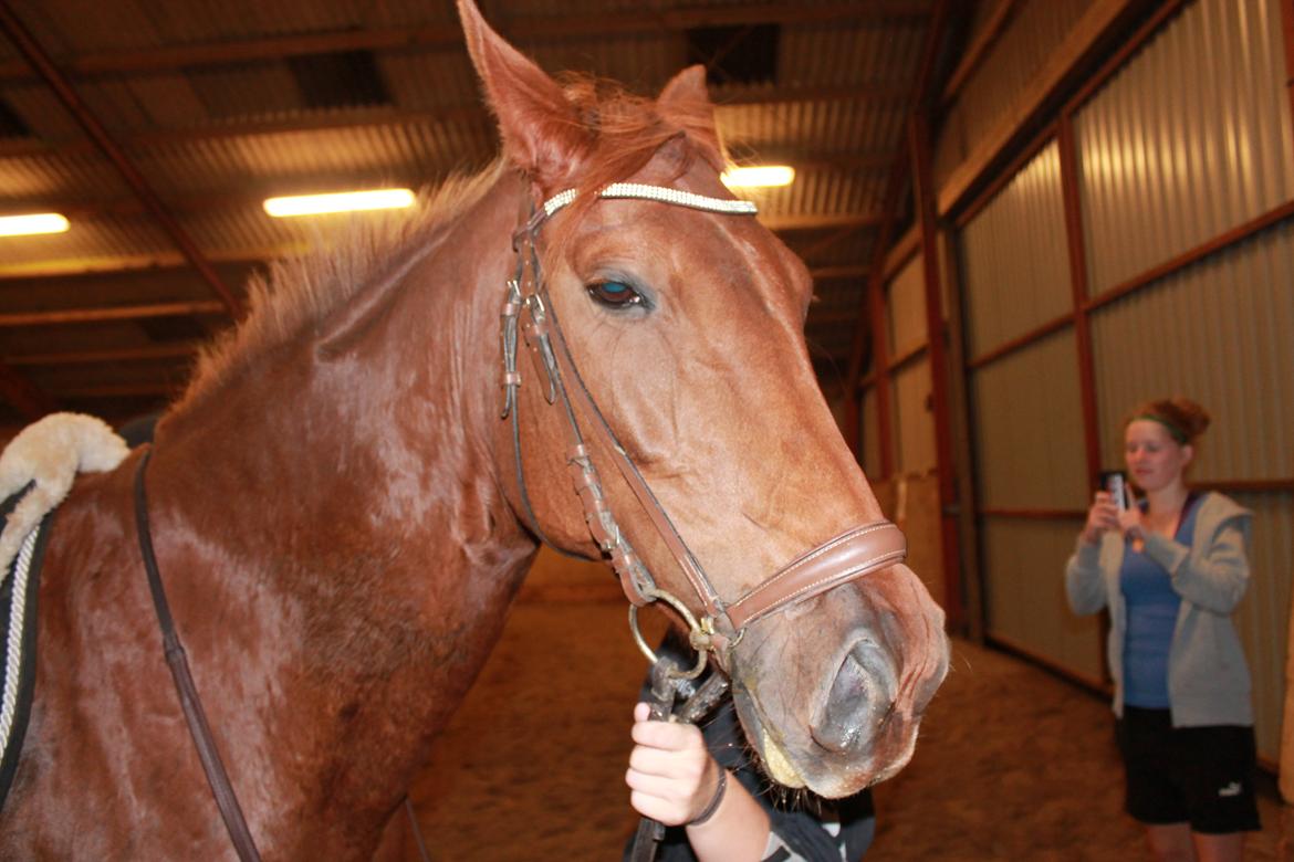 Laksen på Ladelund Efterskole/"Rideskole"  billede 6