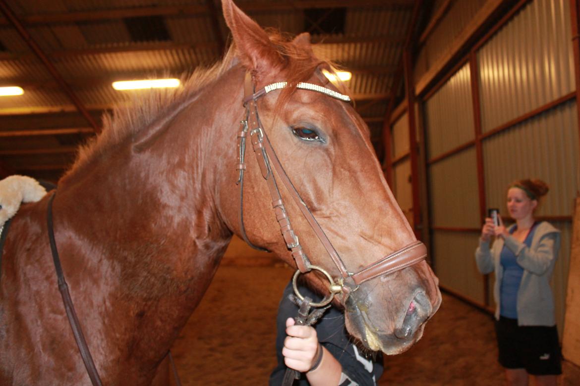 Laksen på Ladelund Efterskole/"Rideskole"  billede 7