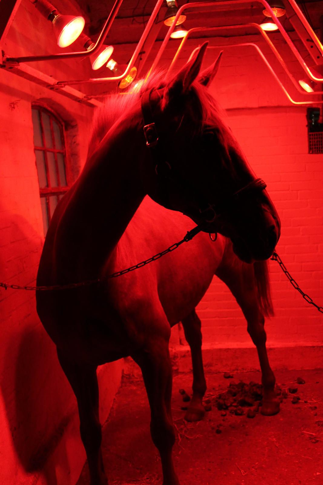 Laksen på Ladelund Efterskole/"Rideskole"  billede 8