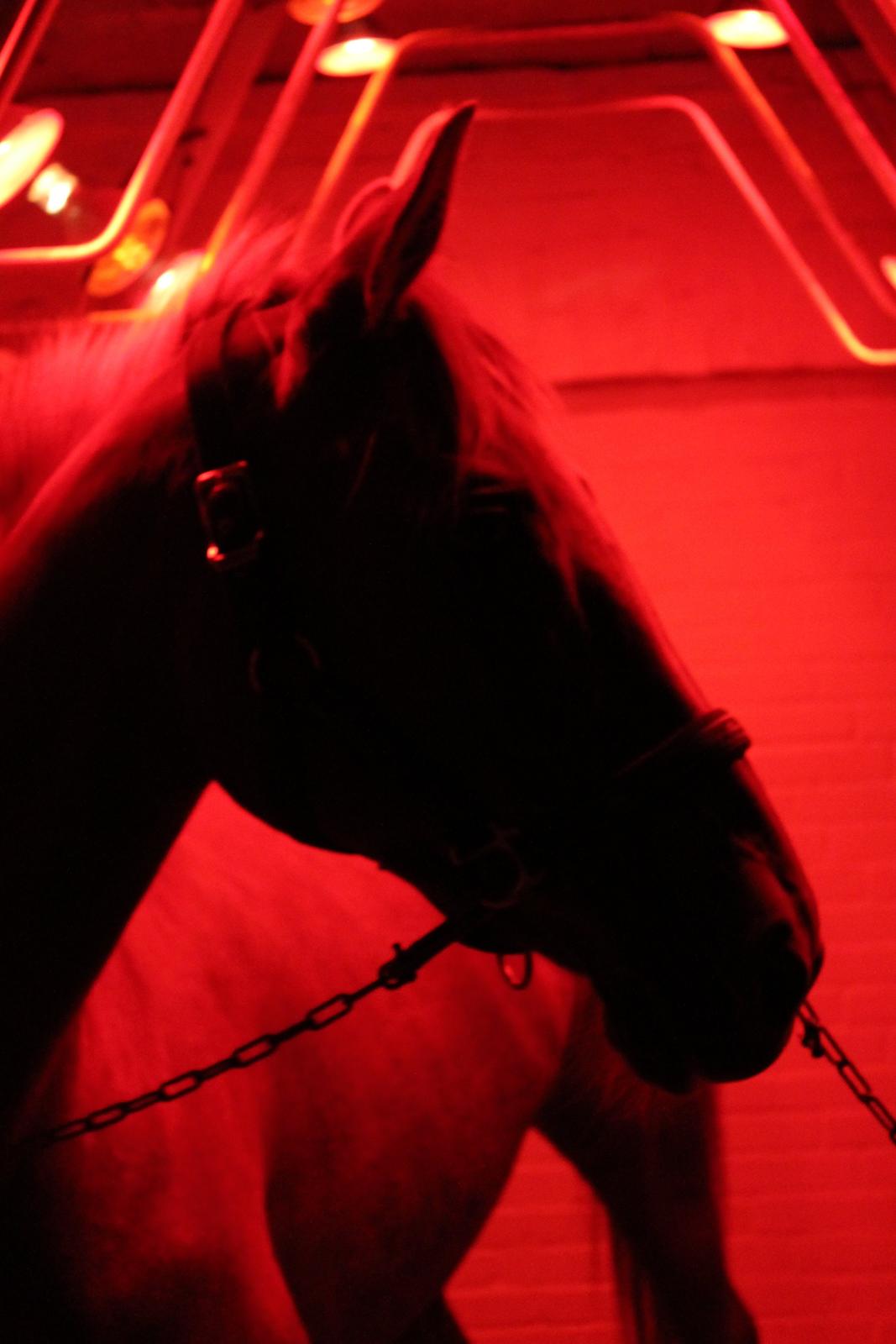 Laksen på Ladelund Efterskole/"Rideskole"  billede 9