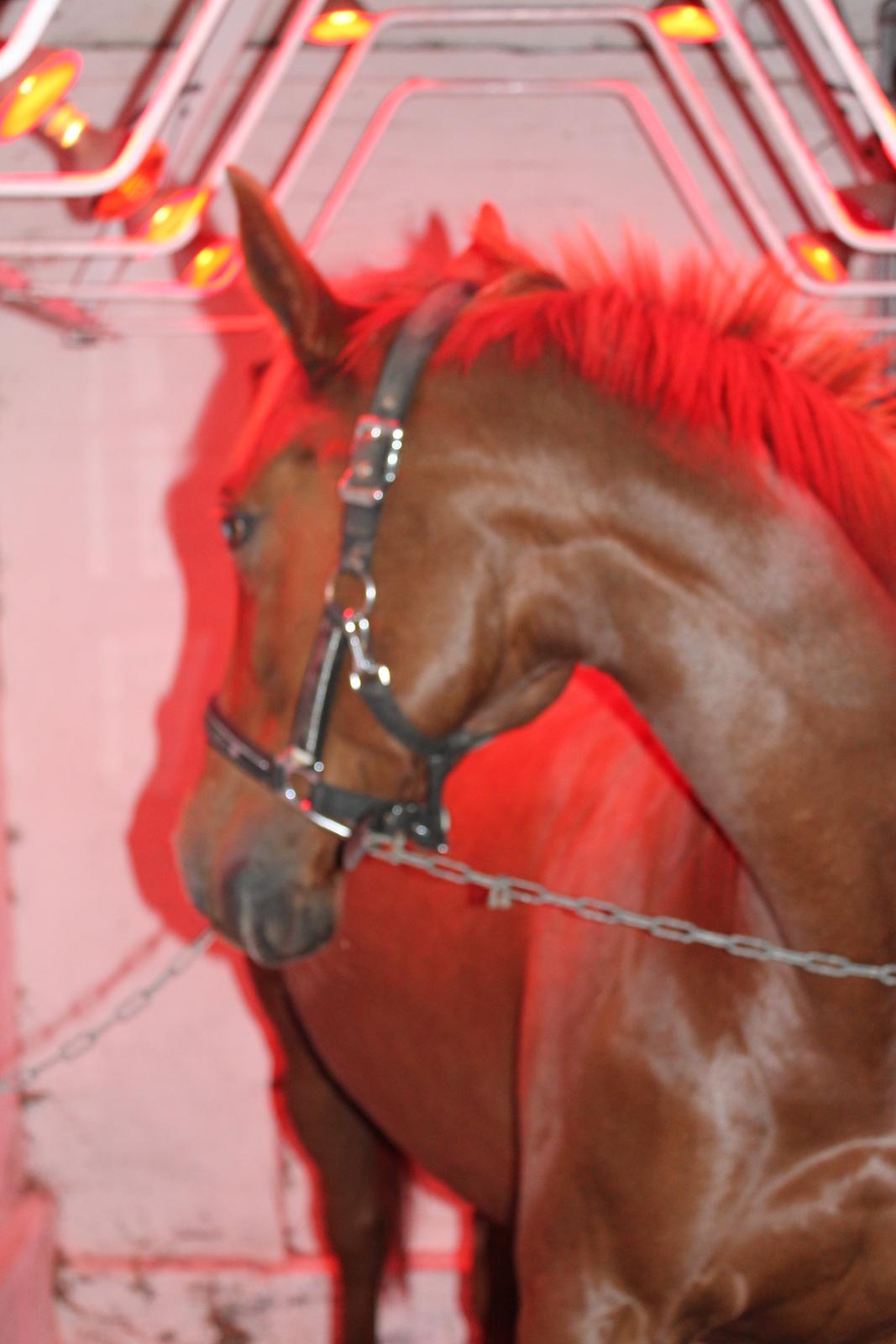 Laksen på Ladelund Efterskole/"Rideskole"  billede 10