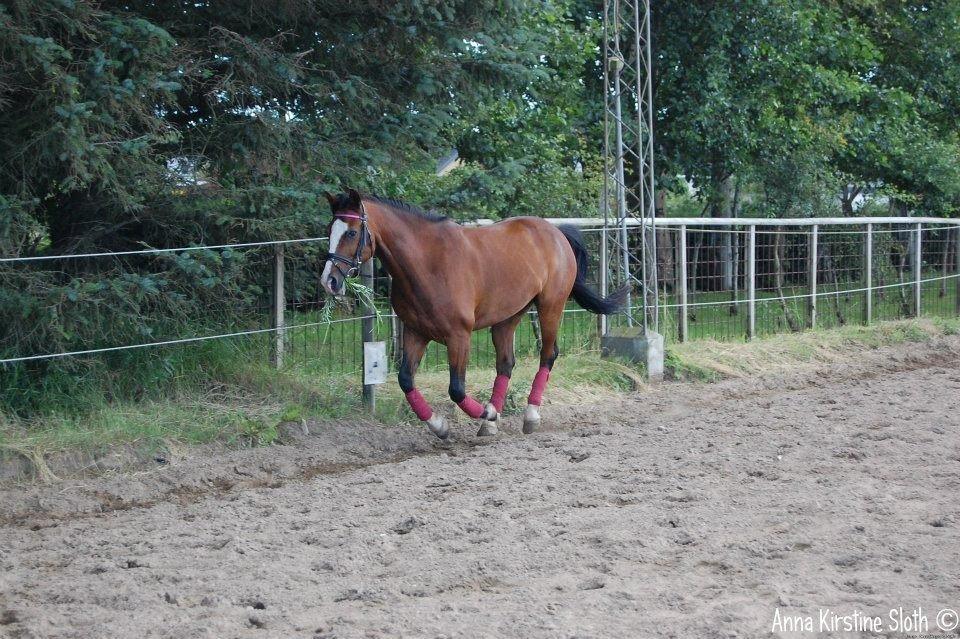 Løbe Billeder :-) billede 2