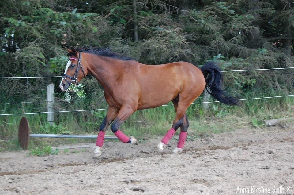 Løbe Billeder :-) billede 5