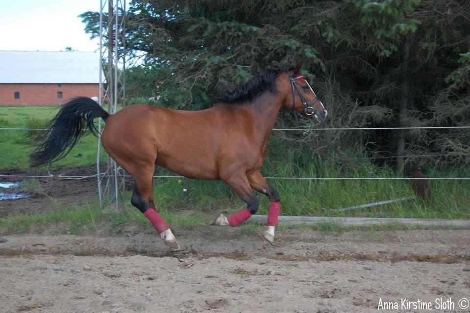 Løbe Billeder :-) billede 8