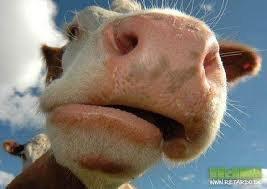 sjove billeder billede 4