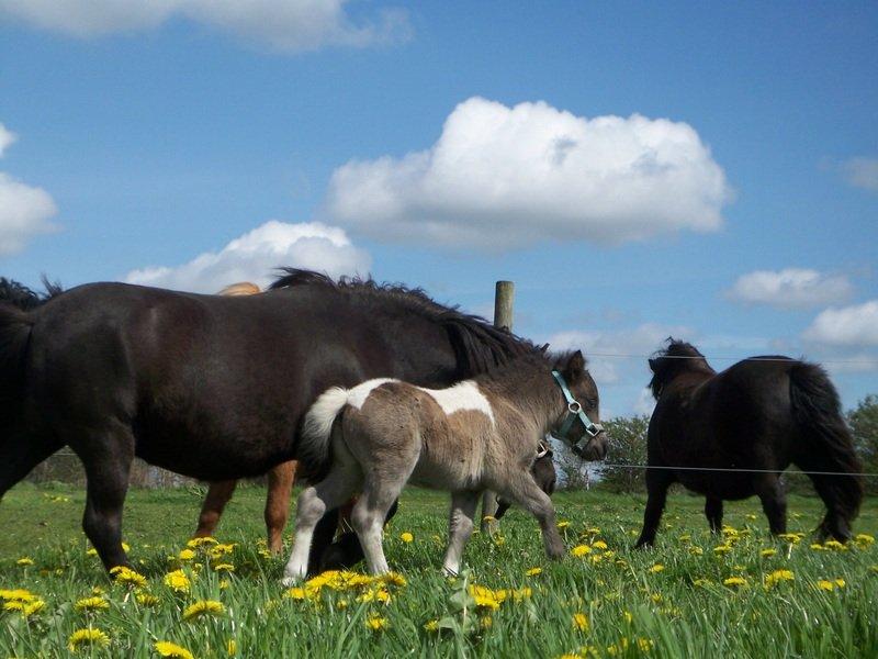 Tidligere heste,føl og ponyer - Ejstrups Tatan efter Daimond Hagenstrup og Mosebæksmindes Tea solgt 2012 til Heidi skovgaard :)) Tillykke med ham Heidi :) billede 22
