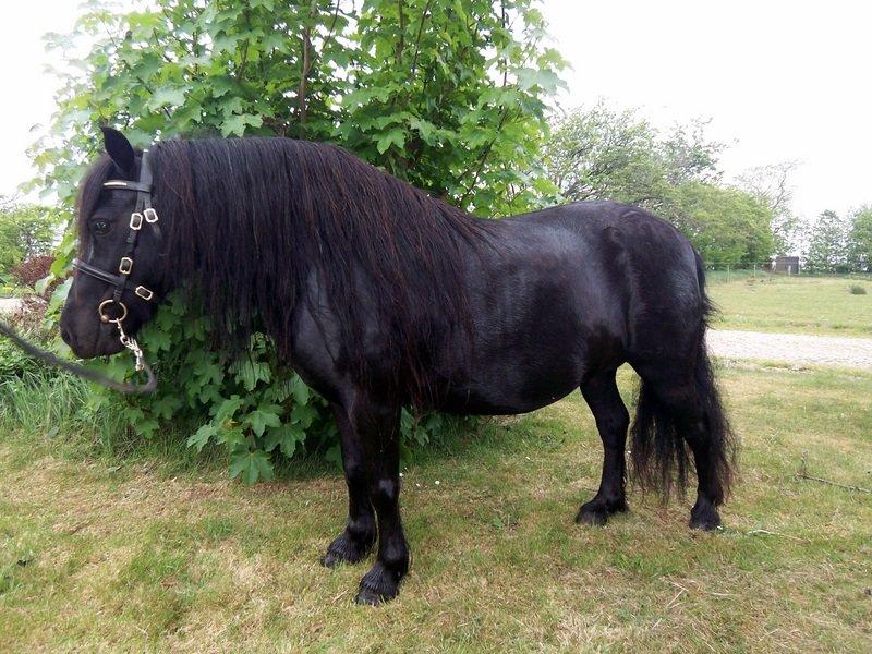 Tidligere heste,føl og ponyer - Mayflower Hagenstrup solgt 2012 til Angelica stald Bellis stort tillykke med hende A ;) billede 23