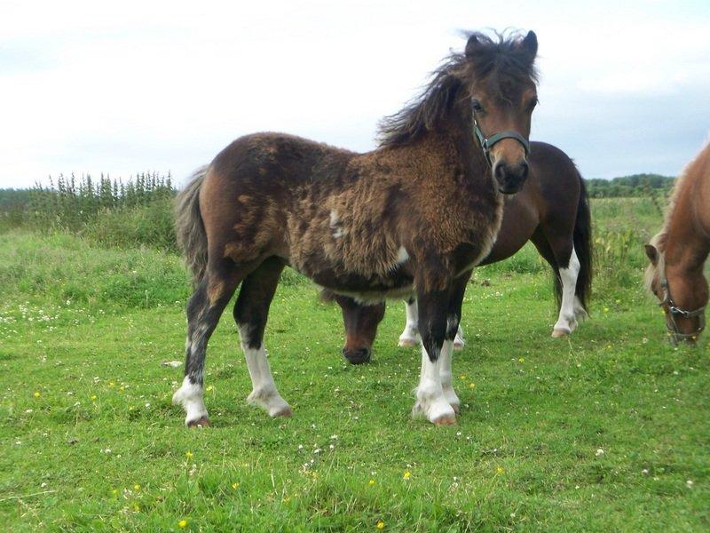 Tidligere heste,føl og ponyer - Ejstrups Prima solgt 2012 til Betina v stort tillykke med hende Betina :) billede 24