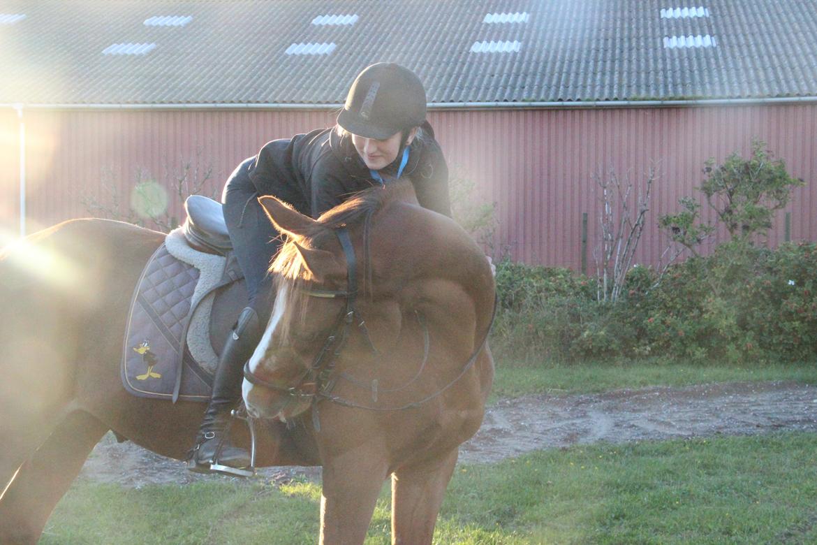 Mette Madsen og Lions billede 2