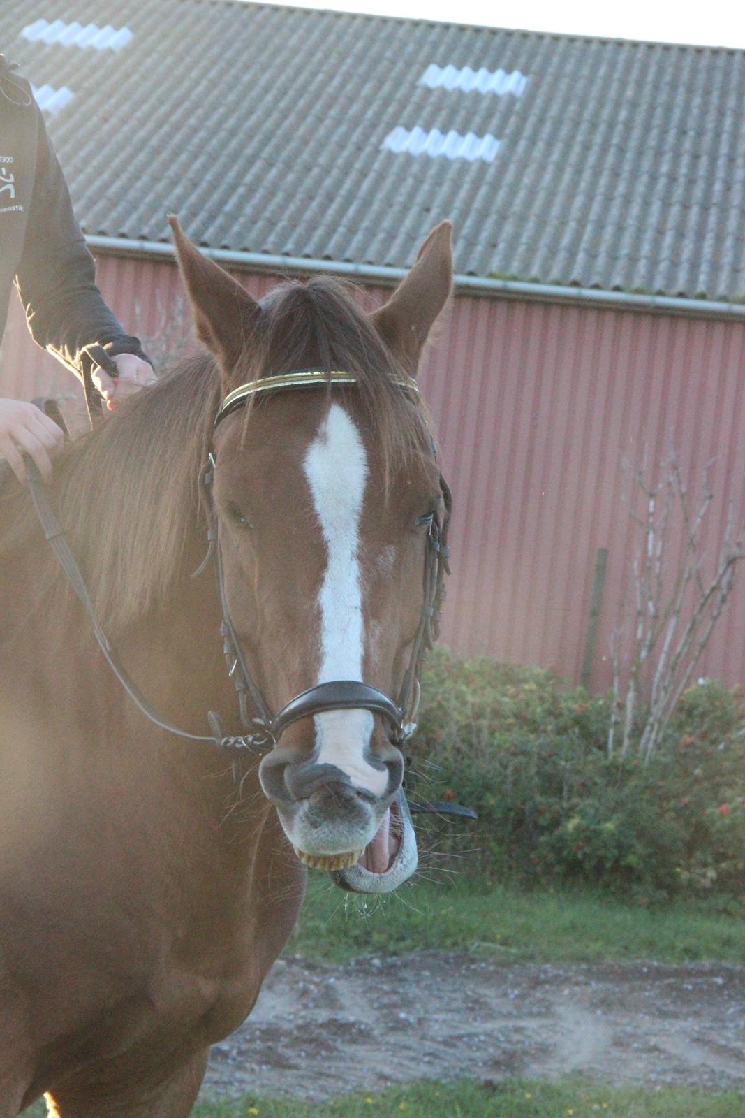 Mette Madsen og Lions billede 3