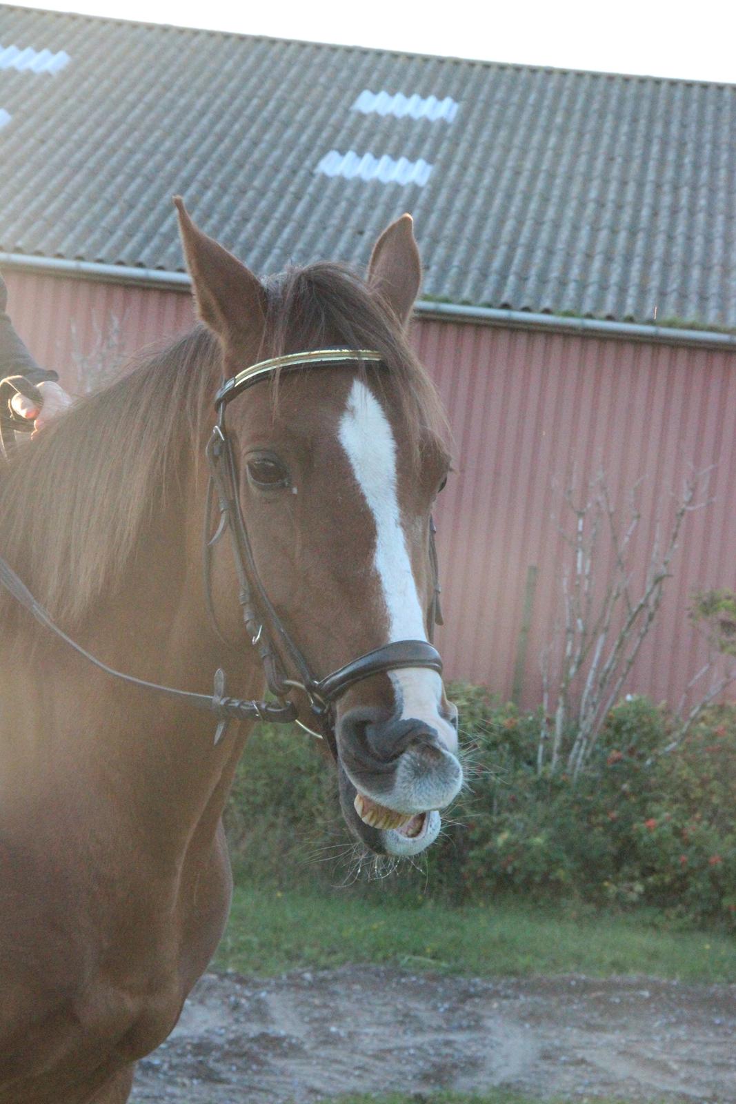 Mette Madsen og Lions billede 4