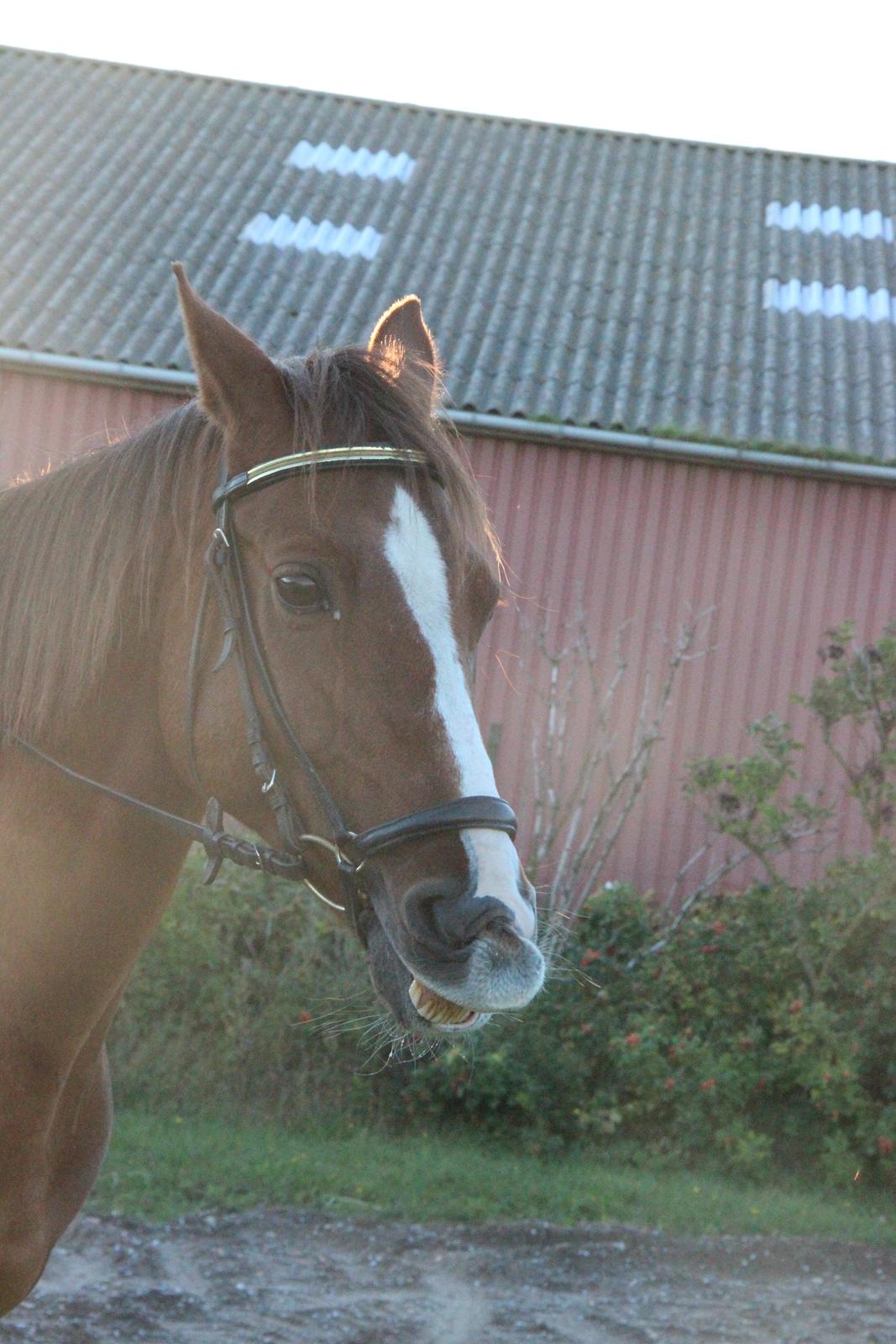 Mette Madsen og Lions billede 5