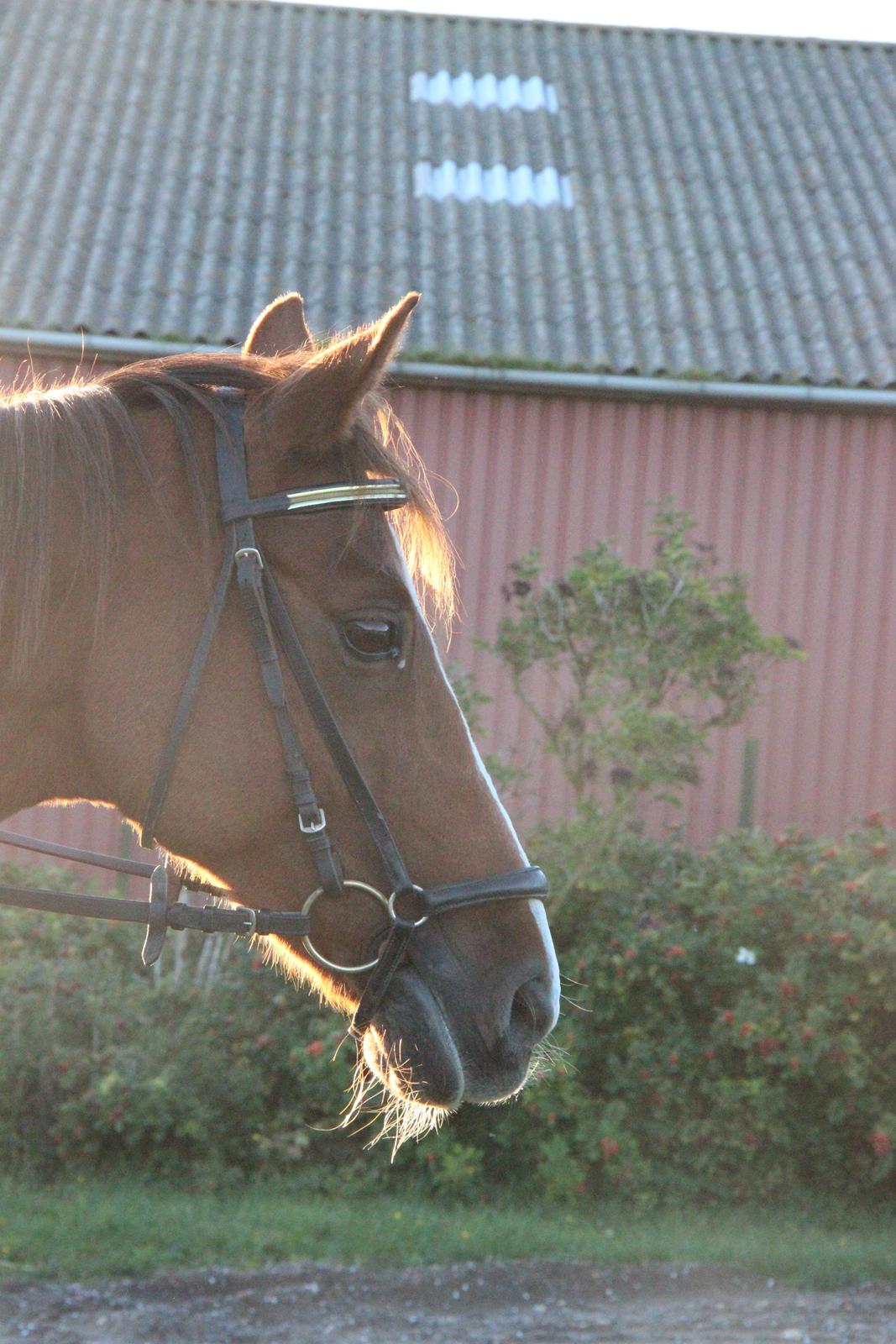 Mette Madsen og Lions billede 6