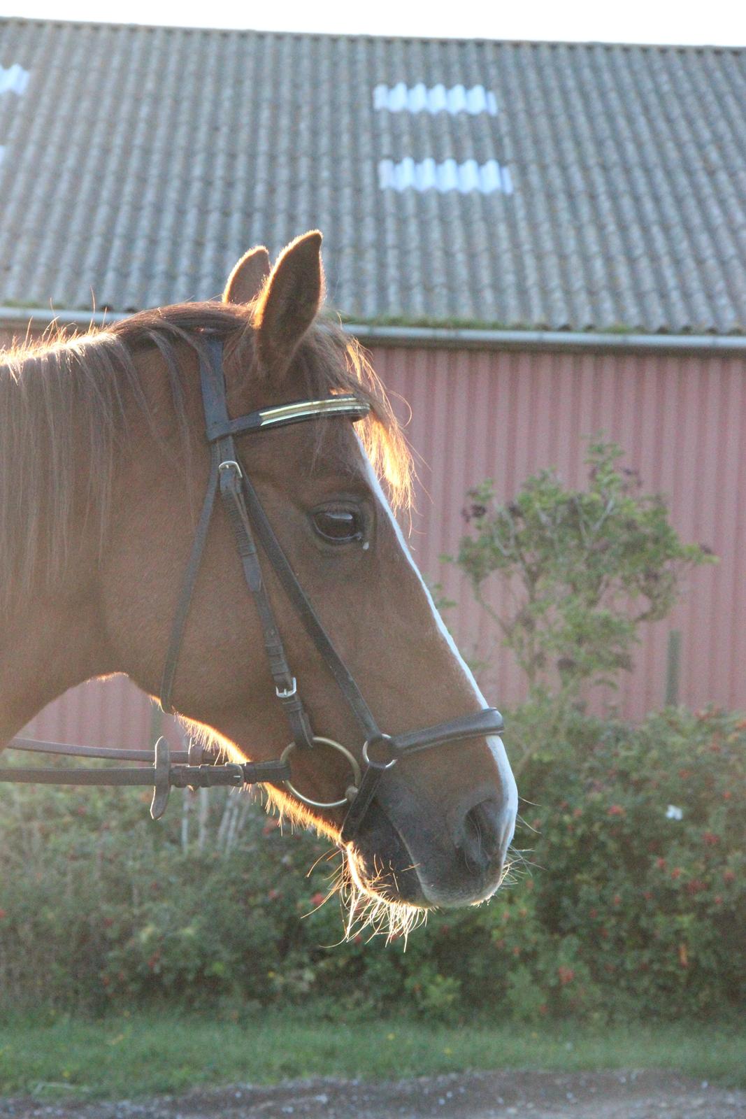 Mette Madsen og Lions billede 7