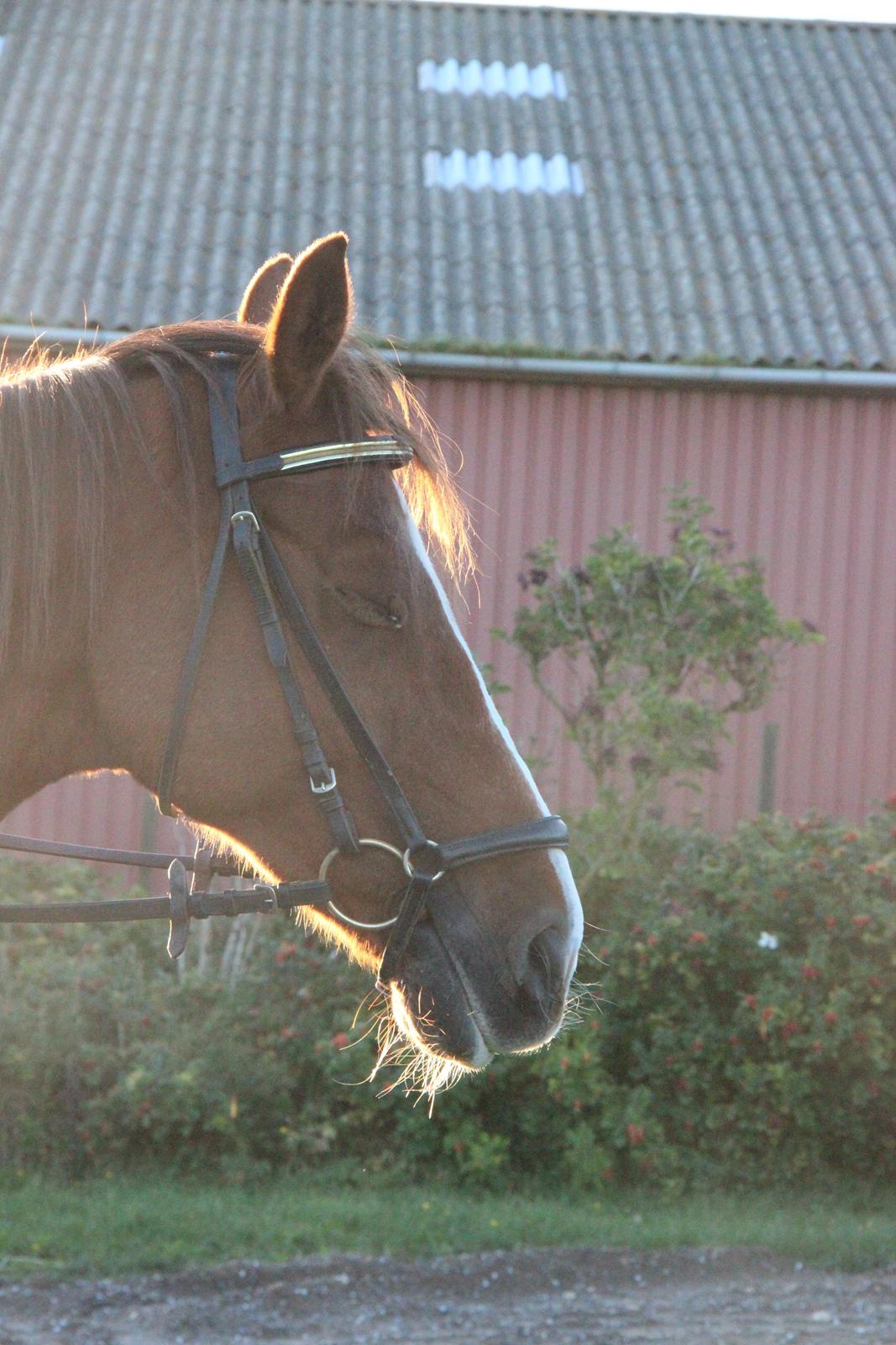 Mette Madsen og Lions billede 8