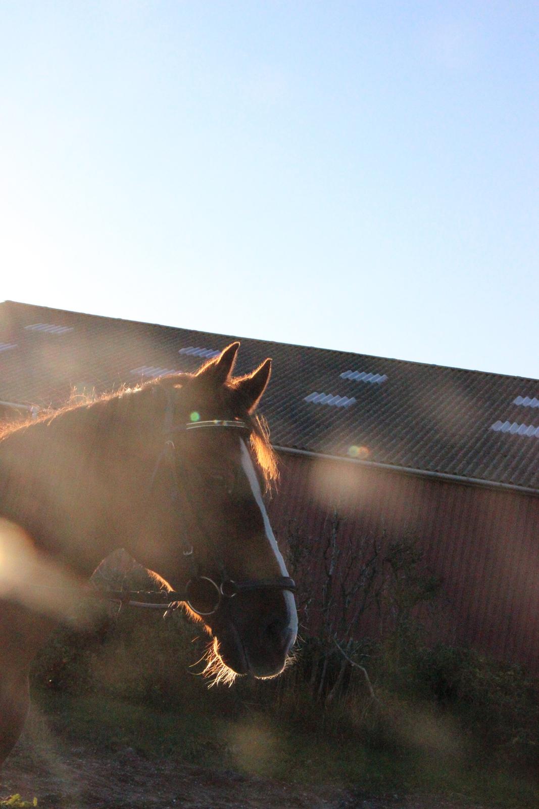 Mette Madsen og Lions billede 9