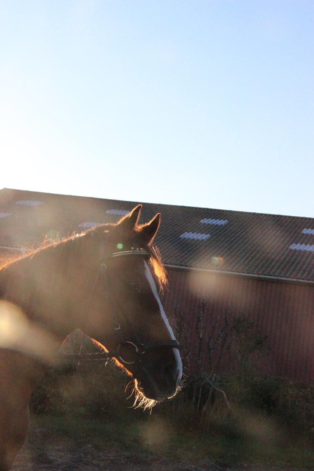 Mette Madsen og Lions billede 10