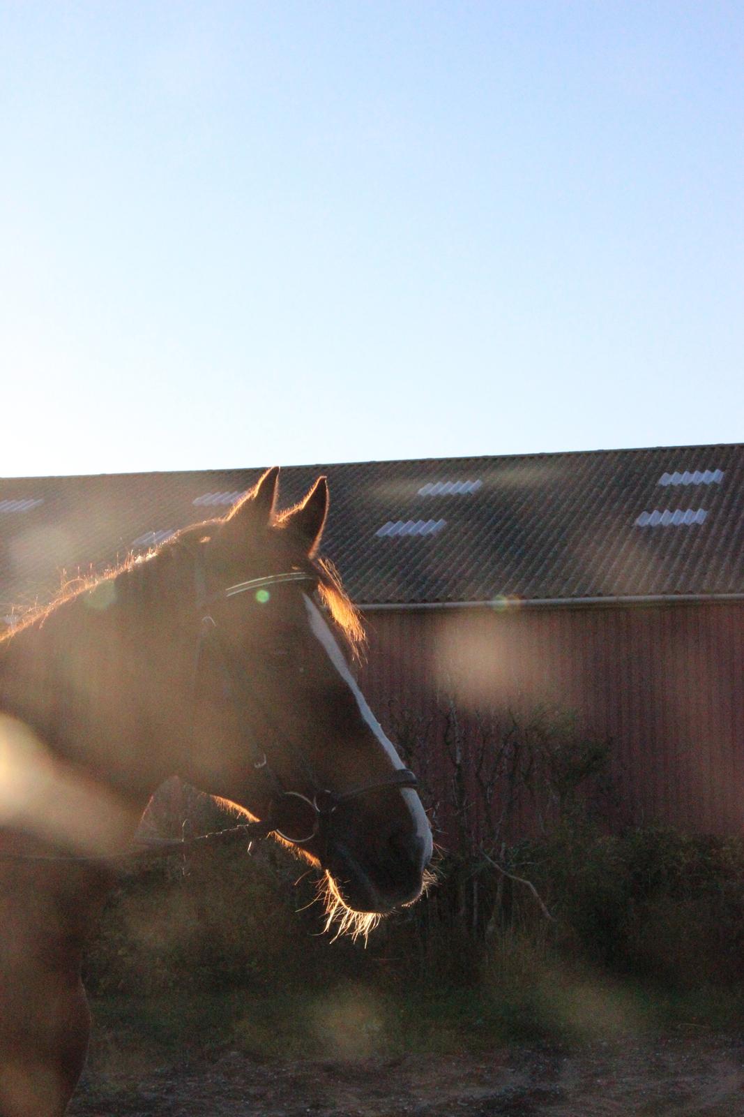 Mette Madsen og Lions billede 11