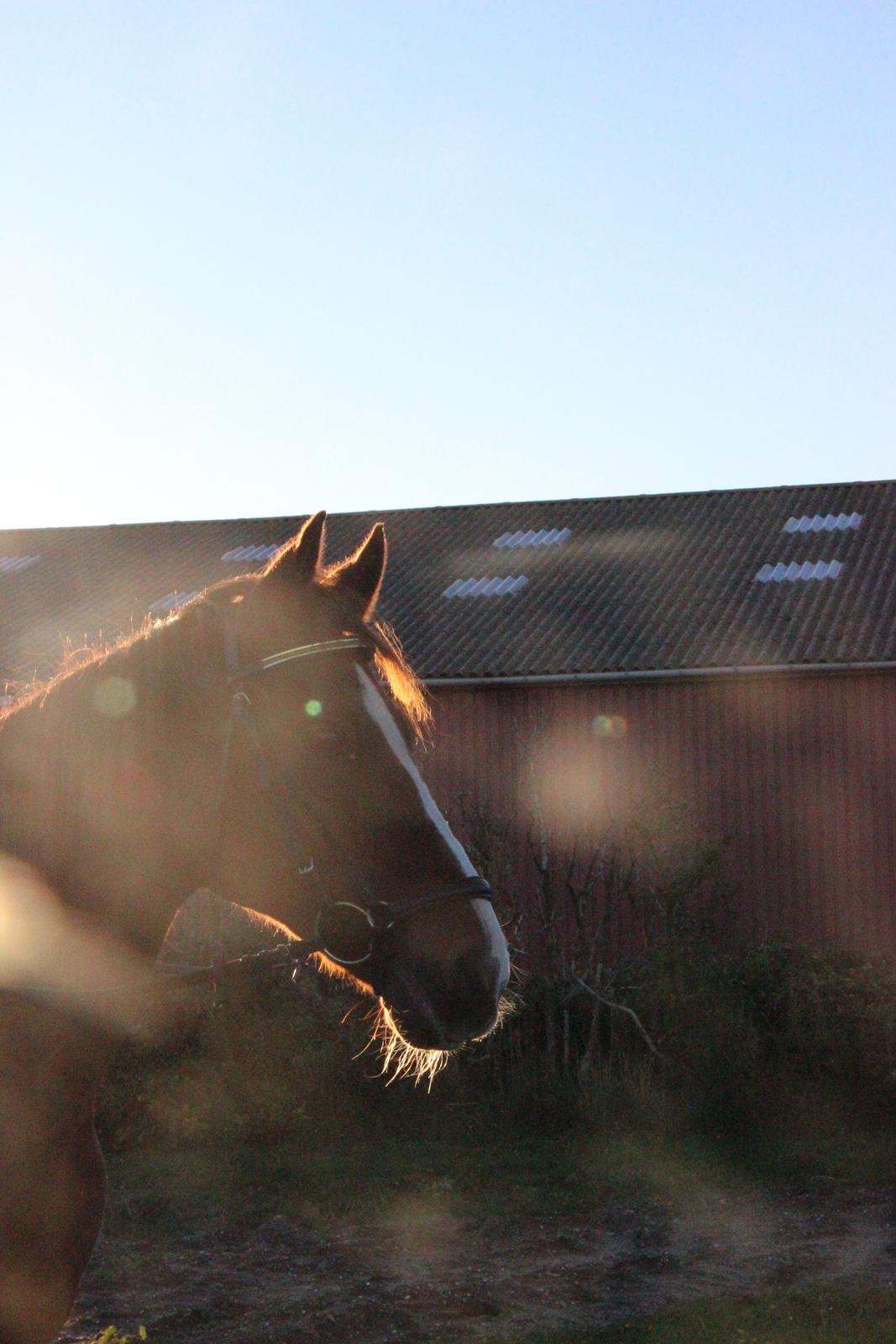 Mette Madsen og Lions billede 12