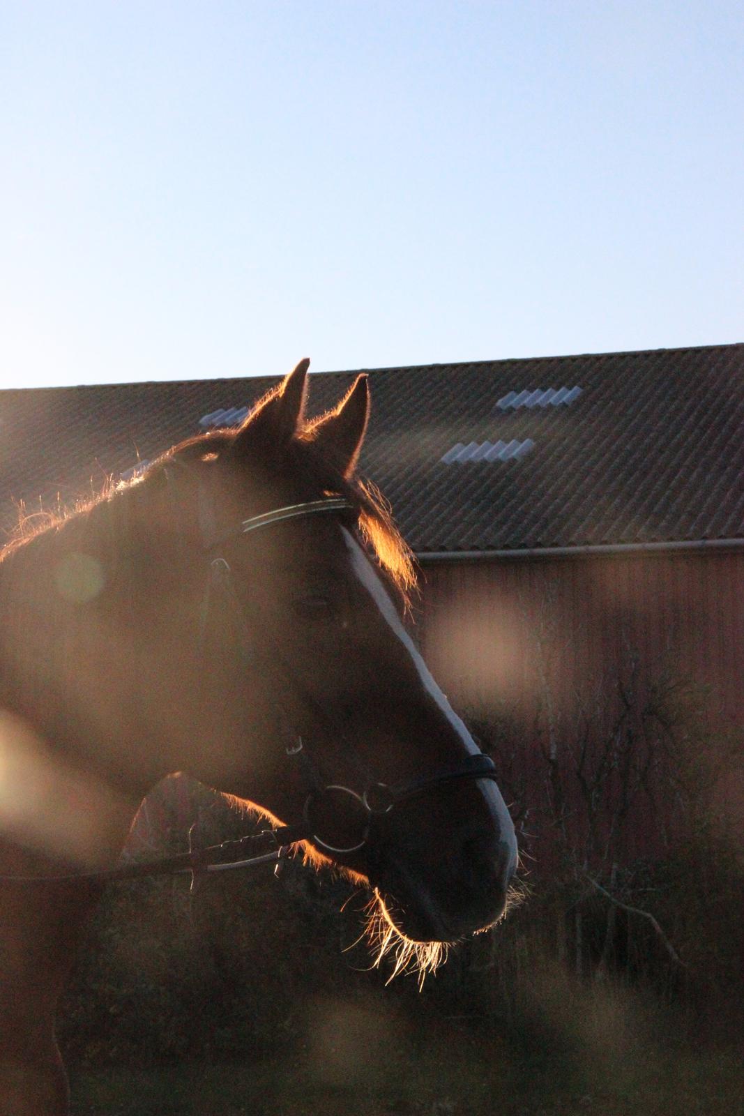 Mette Madsen og Lions billede 13