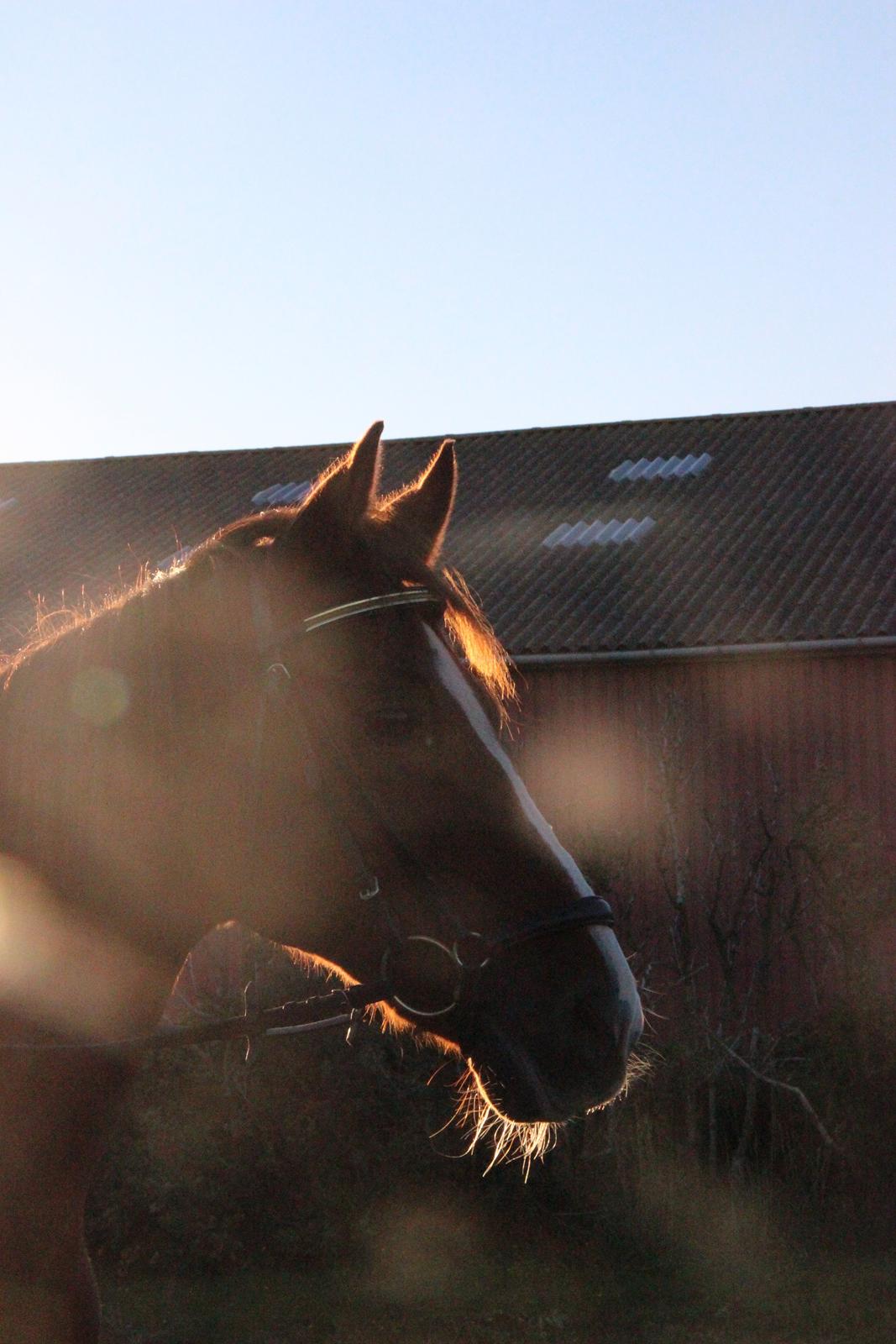 Mette Madsen og Lions billede 14