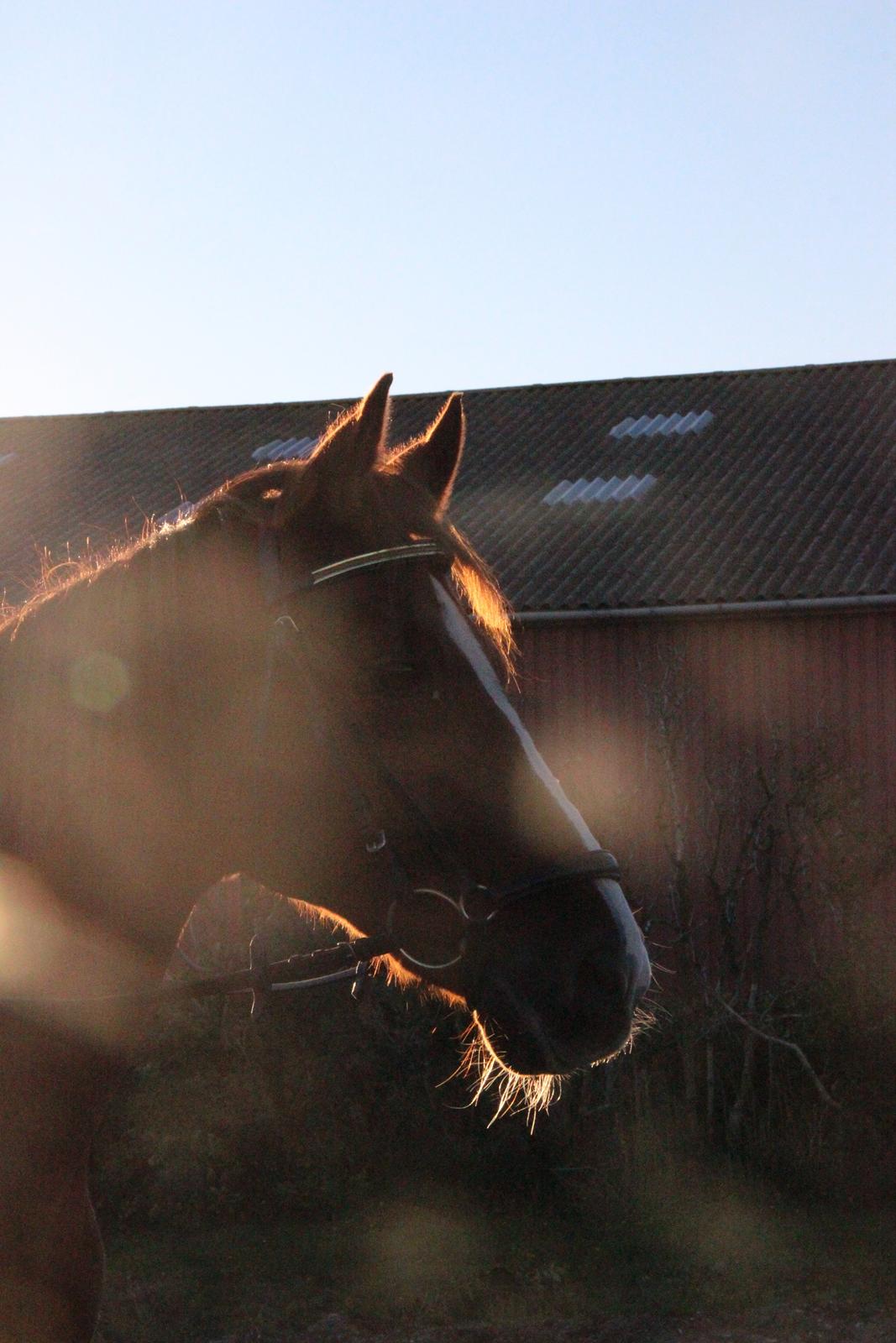 Mette Madsen og Lions billede 15