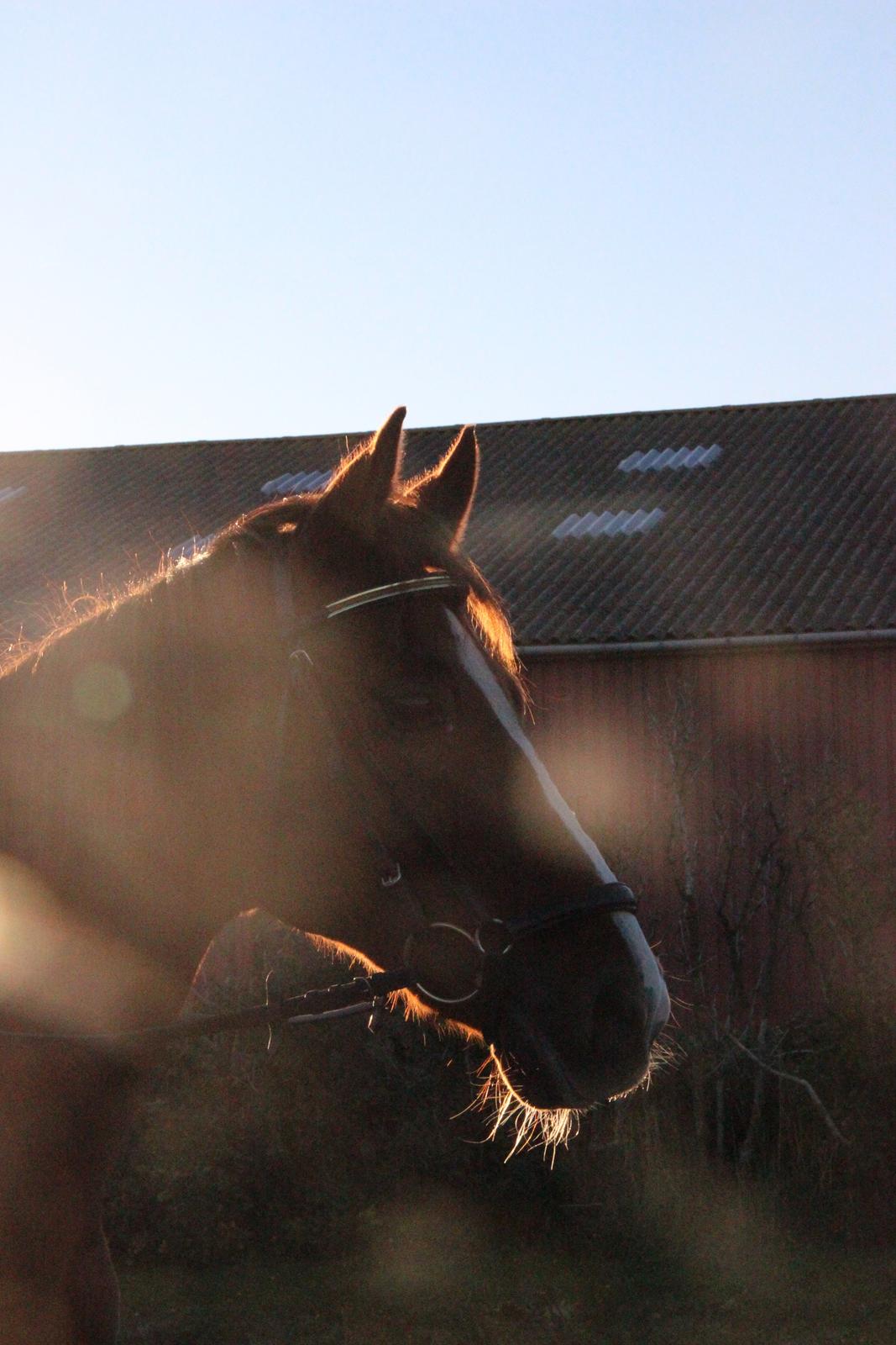 Mette Madsen og Lions billede 16