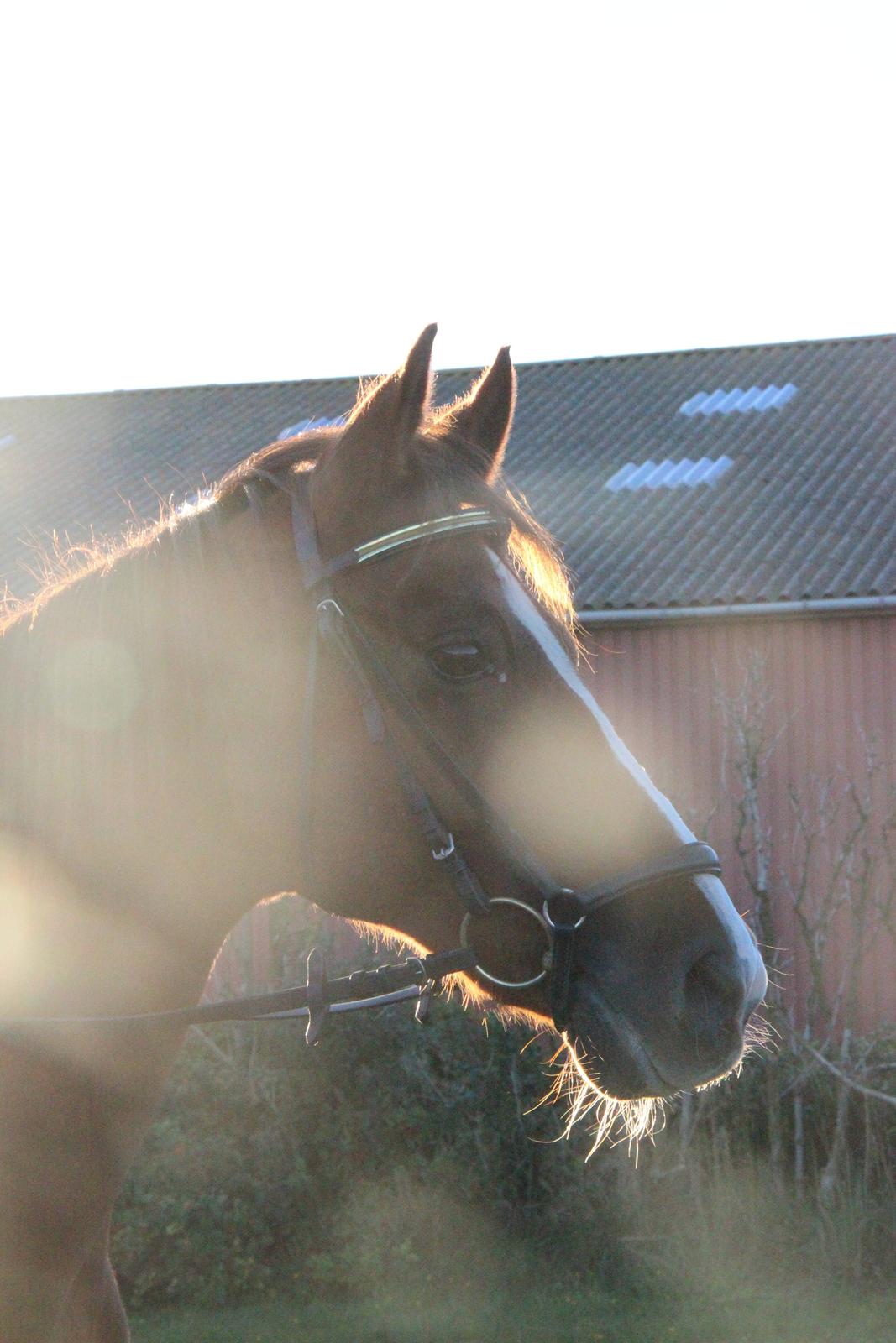 Mette Madsen og Lions billede 17