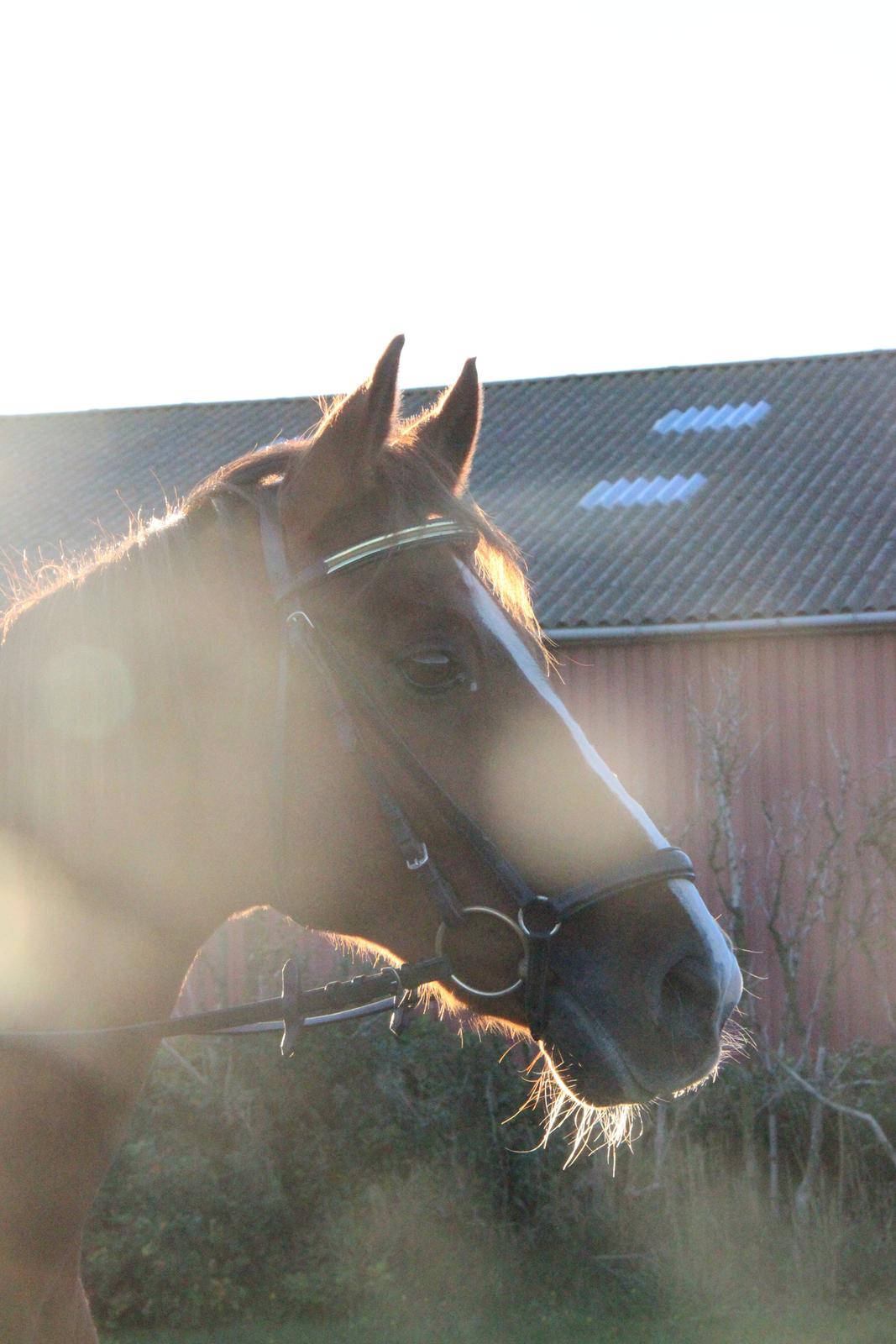 Mette Madsen og Lions billede 18