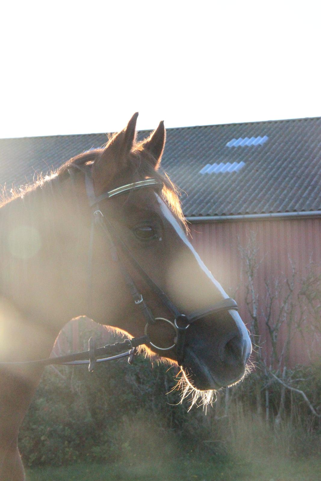 Mette Madsen og Lions billede 19