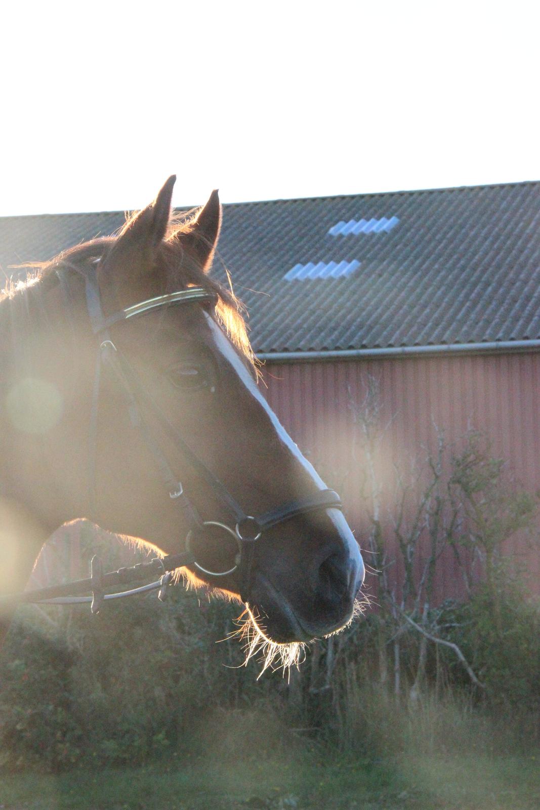 Mette Madsen og Lions billede 20