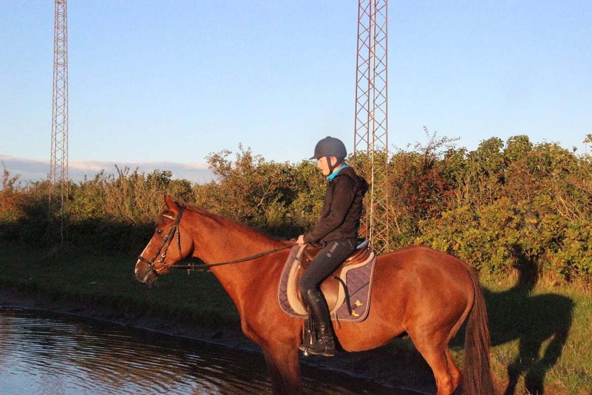 Mette Madsen og Lions billede 21