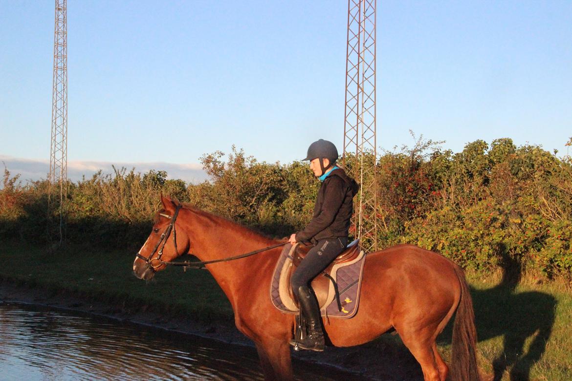 Mette Madsen og Lions billede 22