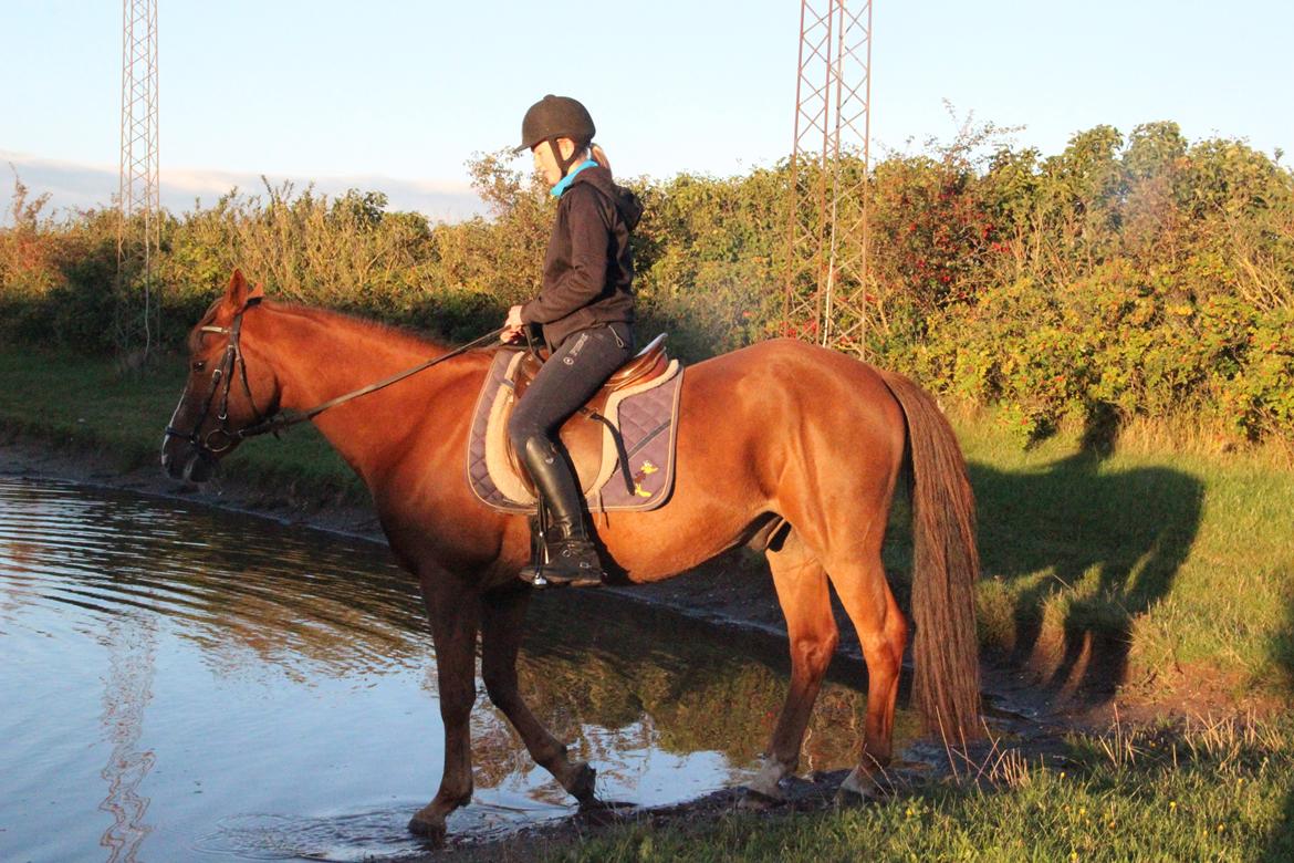 Mette Madsen og Lions billede 24