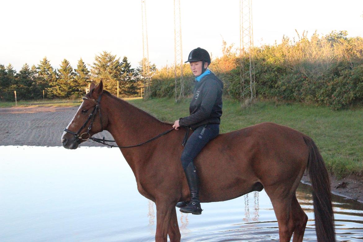 Mette Madsen og Lions billede 25