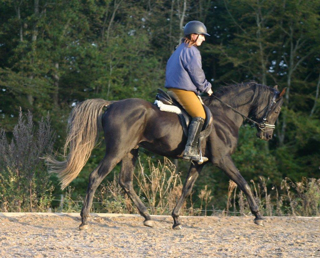 Sort araber hingst billede 14