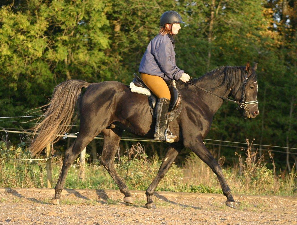 Sort araber hingst billede 13