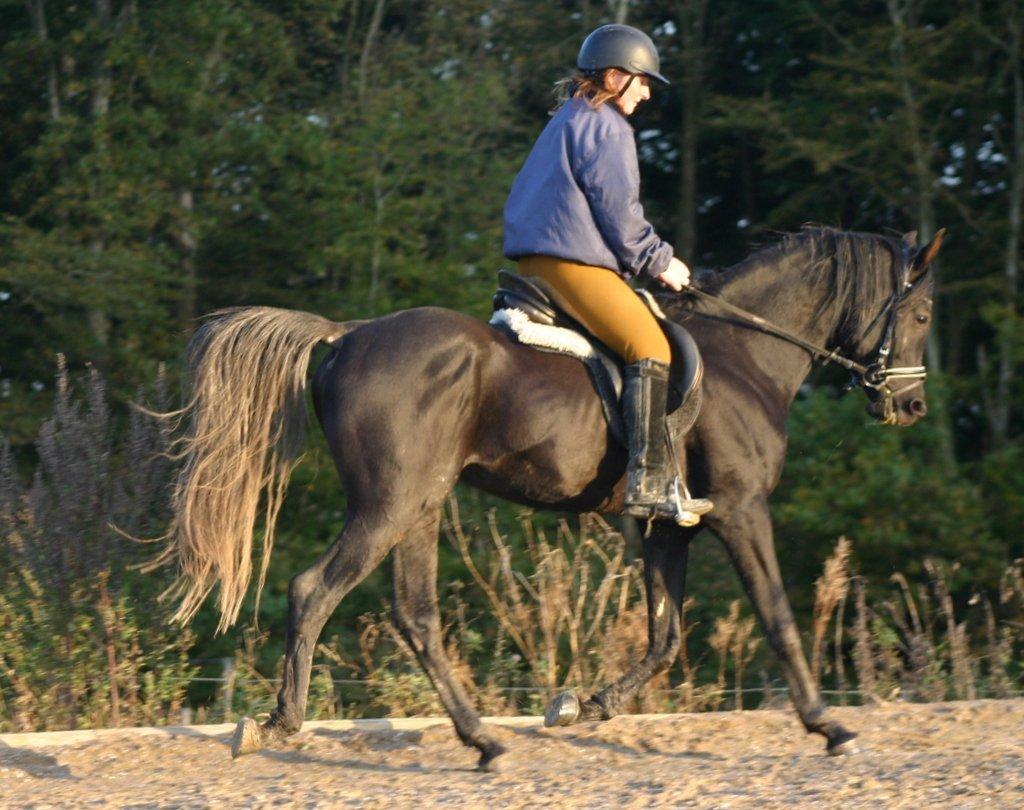 Sort araber hingst billede 12