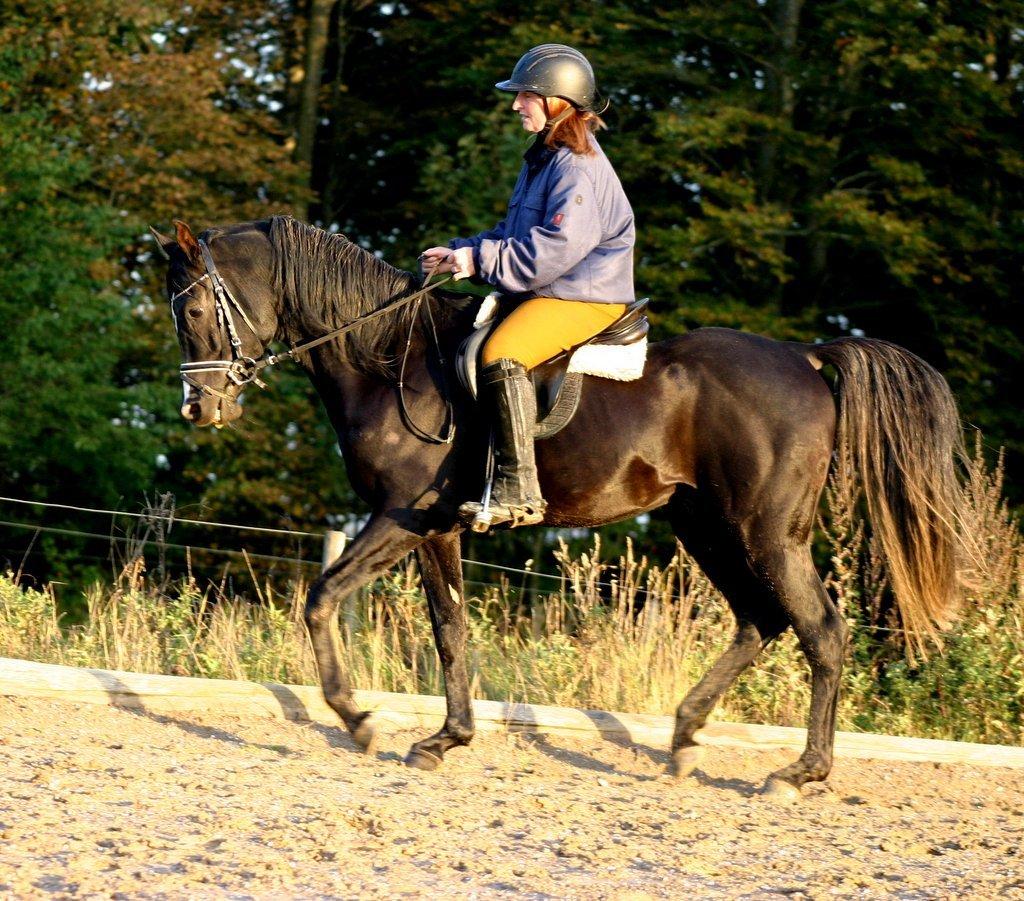 Sort araber hingst billede 11