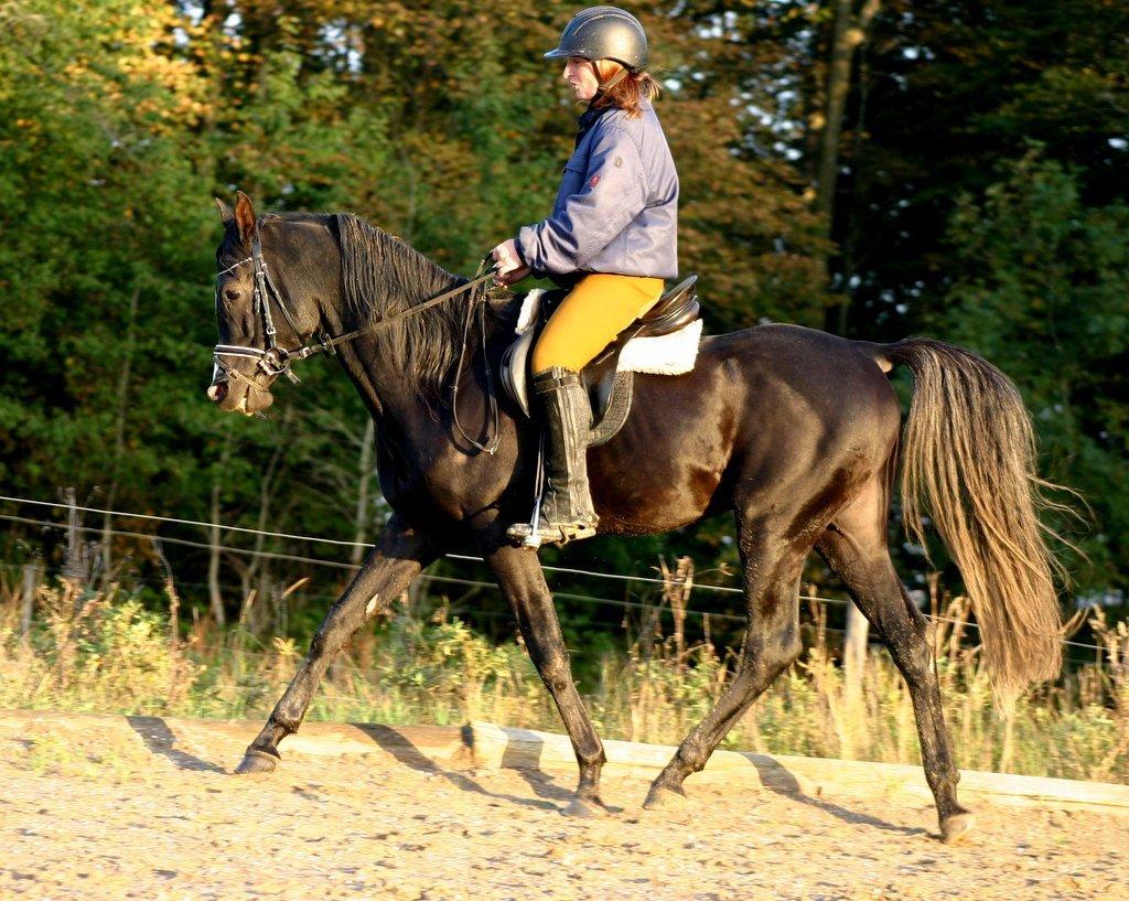 Sort araber hingst billede 10